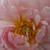 Roza - Park - grm vrtnice - Cornelia
